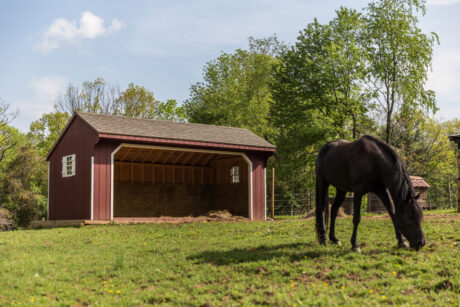 equine run in shelter